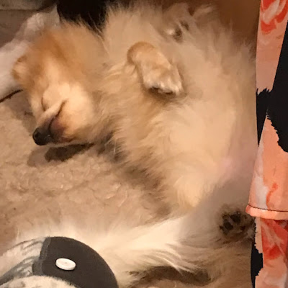 Meet your Posher, Heidy